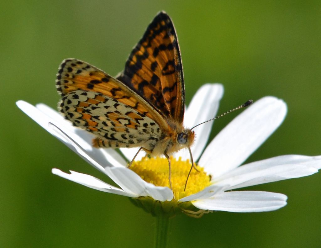 Melitaea trivia?